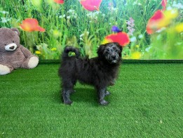 Crossbreed Miniature Spitz x Poodle male Adolescent Puppy for sale 005871602